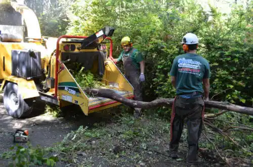 tree services Caspar